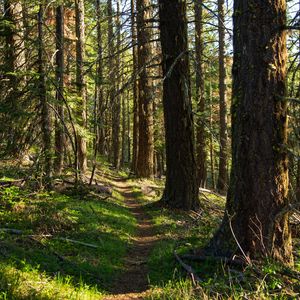 Preview wallpaper forest, trees, path, nature, landscape