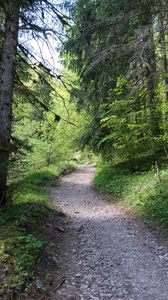 Preview wallpaper forest, trees, path, landscape, nature