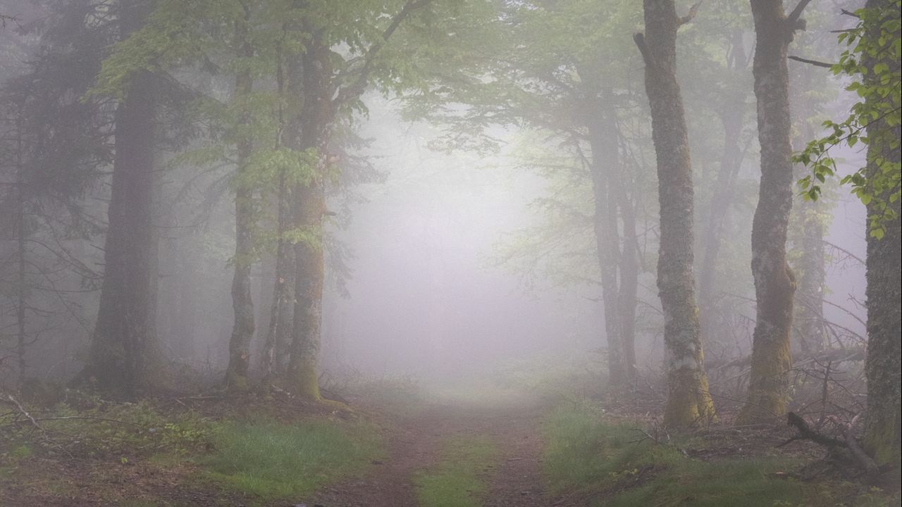 Wallpaper forest, trees, path, fog, nature