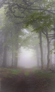 Preview wallpaper forest, trees, path, fog, nature