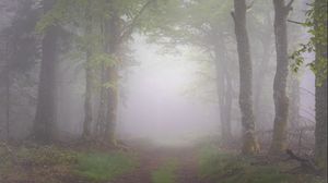 Preview wallpaper forest, trees, path, fog, nature