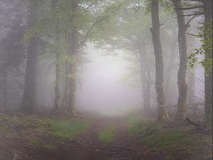 Preview wallpaper forest, trees, path, fog, nature