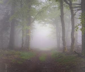 Preview wallpaper forest, trees, path, fog, nature