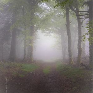 Preview wallpaper forest, trees, path, fog, nature