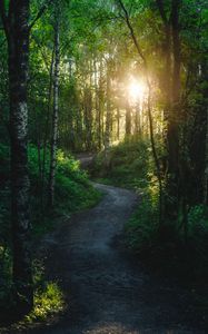Preview wallpaper forest, trees, path, sun, light, nature