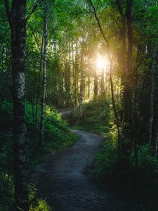 Preview wallpaper forest, trees, path, sun, light, nature