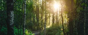 Preview wallpaper forest, trees, path, sun, light, nature