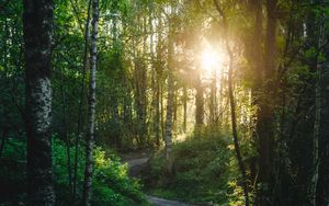Preview wallpaper forest, trees, path, sun, light, nature