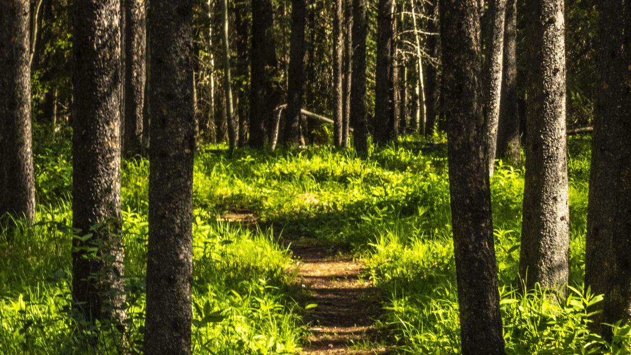 Wallpaper forest, trees, path, grass, nature, landscape