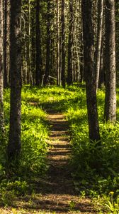 Preview wallpaper forest, trees, path, grass, nature, landscape