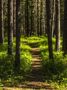 Preview wallpaper forest, trees, path, grass, nature, landscape