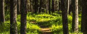 Preview wallpaper forest, trees, path, grass, nature, landscape