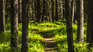 Preview wallpaper forest, trees, path, grass, nature, landscape