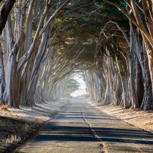 Preview wallpaper forest, trees, path, landscape