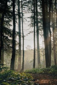 Preview wallpaper forest, trees, path, fog, landscape, nature