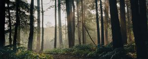 Preview wallpaper forest, trees, path, fog, landscape, nature