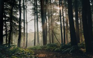 Preview wallpaper forest, trees, path, fog, landscape, nature