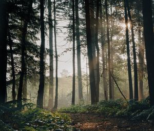 Preview wallpaper forest, trees, path, fog, landscape, nature