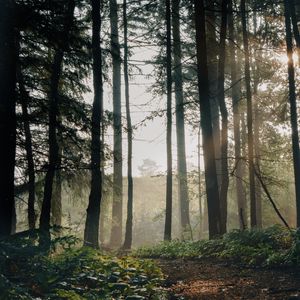 Preview wallpaper forest, trees, path, fog, landscape, nature