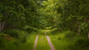 Preview wallpaper forest, trees, path, nature, landscape, green