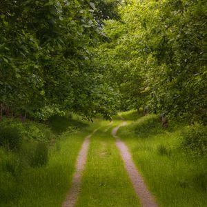 Preview wallpaper forest, trees, path, nature, landscape, green