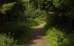 Preview wallpaper forest, trees, path, landscape, nature, green