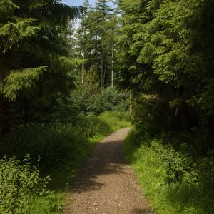 Preview wallpaper forest, trees, path, landscape, nature, green
