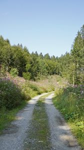 Preview wallpaper forest, trees, path, turn, nature, landscape