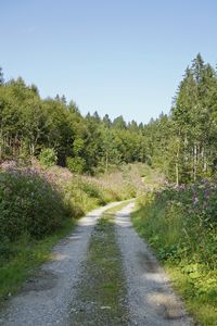 Preview wallpaper forest, trees, path, turn, nature, landscape