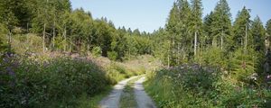 Preview wallpaper forest, trees, path, turn, nature, landscape