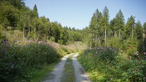 Preview wallpaper forest, trees, path, turn, nature, landscape