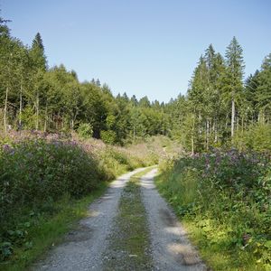 Preview wallpaper forest, trees, path, turn, nature, landscape