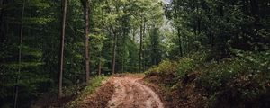 Preview wallpaper forest, trees, path, mud, landscape, nature