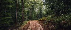 Preview wallpaper forest, trees, path, mud, landscape, nature