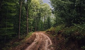 Preview wallpaper forest, trees, path, mud, landscape, nature