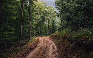 Preview wallpaper forest, trees, path, mud, landscape, nature