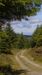 Preview wallpaper forest, trees, path, turn, landscape