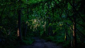 Preview wallpaper forest, trees, path, green, nature