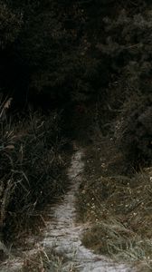 Preview wallpaper forest, trees, path, nature, dark