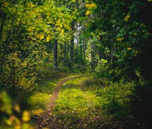 Preview wallpaper forest, trees, path, green, nature, landscape