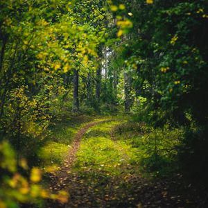 Preview wallpaper forest, trees, path, green, nature, landscape