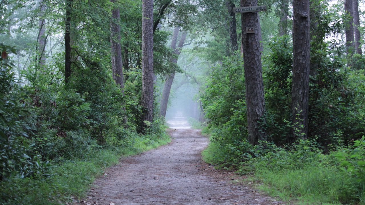 Wallpaper forest, trees, path, fog, haze, nature