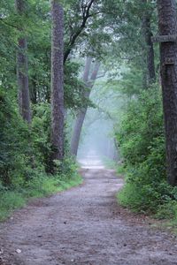 Preview wallpaper forest, trees, path, fog, haze, nature