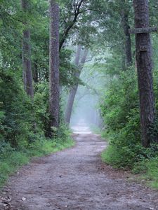 Preview wallpaper forest, trees, path, fog, haze, nature