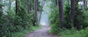 Preview wallpaper forest, trees, path, fog, haze, nature