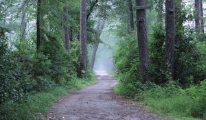 Preview wallpaper forest, trees, path, fog, haze, nature