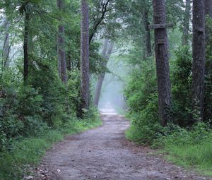 Preview wallpaper forest, trees, path, fog, haze, nature