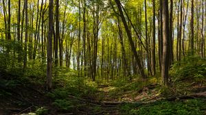 Preview wallpaper forest, trees, path, landscape, green