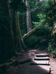 Preview wallpaper forest, trees, path, nature, green, landscape