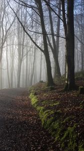 Preview wallpaper forest, trees, path, fog, light, nature